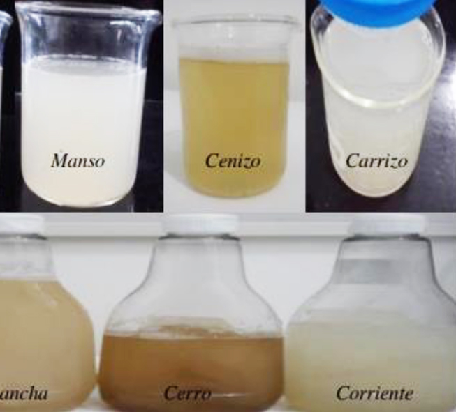 pectobacterium